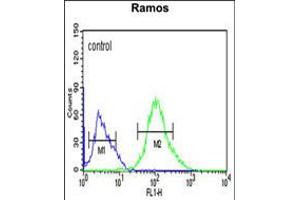 Flow cytometric analysis of Ramos cells (right histogram) compared to a negative control cell (left histogram). (FCRL4 Antikörper  (C-Term))