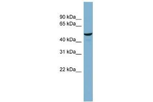 WB Suggested Anti-C22orf28 Antibody Titration: 0. (C22orf28 Antikörper  (Middle Region))