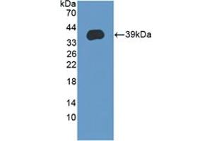 Western blot analysis of recombinant Human LEAP2. (LEAP2 Antikörper  (AA 23-76))
