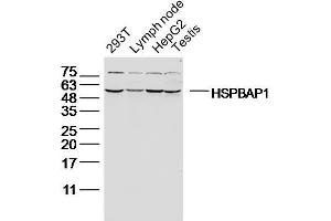 Lane 1: 293T lysates, Lane 2: Mouse lymph node lysates, Lane 3: HepG2 lysates, Lane 4: Mouse testis lysates probed with HSPBAP1 Polyclonal Antibody, Unconjugated  at 1:300 overnight at 4˚C. (HSPBAP1 Antikörper  (AA 151-250))