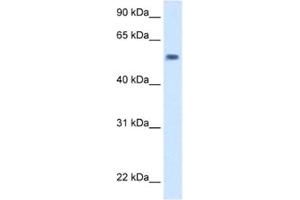 Western Blotting (WB) image for anti-EXD antibody (ABIN2463110) (EXD Antikörper)