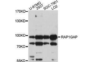 Western blot analysis of extracts of various cell lines, using RAP1GAP antibody (ABIN5998664) at 1/1000 dilution. (RAP1GAP Antikörper)