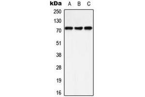Western blot analysis of SHPTP2 (pY542) expression in A549 (A), HeLa (B), Raw264. (SHPTP2 (C-Term), (pTyr542) Antikörper)