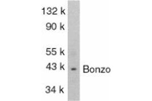 Image no. 1 for anti-Chemokine (C-X-C Motif) Receptor 6 (CXCR6) (AA 319-338) antibody (ABIN201886) (CXCR6 Antikörper  (AA 319-338))
