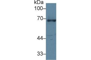 Western Blot; Sample: Human A431 cell lysate; Primary Ab: 1µg/ml Rabbit Anti-Human GRN Antibody Second Ab: 0. (Granulin Antikörper  (AA 361-585))