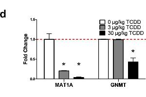 TCDD-elicited repression of SAM biosynthesis and methyltransferase gene expression. (GNMT Antikörper  (AA 1-295))