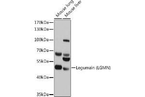 Western blot analysis of extracts of various cell lines, using Legumain (Legumain (LGMN)) antibody (ABIN6128201, ABIN6143172, ABIN6143173 and ABIN6214867) at 1:1000 dilution. (LGMN Antikörper  (AA 18-323))