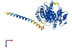 B3GNT1 Protein (AA 1-415) (His tag)