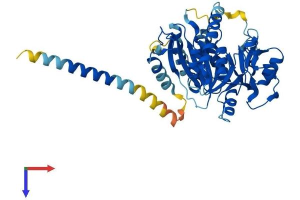 B3GNT1 Protein (AA 1-415) (His tag)