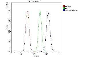 Flow Cytometry analysis of U20S cells using anti-SRCIN1 antibody (ABIN6719623). (SRCIN1 Antikörper  (AA 189-287))