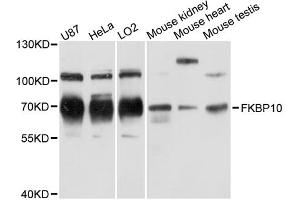 Western blot analysis of extracts of various cell lines, using FKBP10 antibody (ABIN6290381) at 1:3000 dilution. (FKBP10 Antikörper)