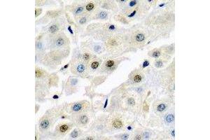 Immunohistochemical analysis of p54nrb staining in rat liver  formalin fixed paraffin embedded tissue section. (NONO Antikörper)