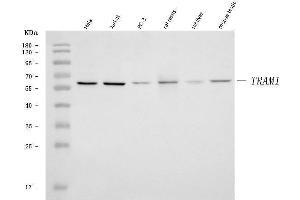 Western blot analysis of TRAM1 using anti-TRAM1 antibody (ABIN7602938).