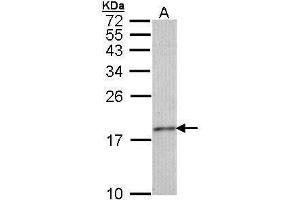 WB Image Sample (30 ug of whole cell lysate) A: IMR32 15% SDS PAGE antibody diluted at 1:1000 (Histone H3.3 Antikörper)