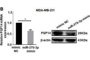 Western Blotting (WB) image for anti-Fibroblast Growth Factor 14 (FGF14) (AA 1-252) antibody (ABIN6140592)