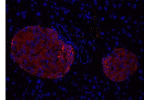 Indirect immunostaining of PFA fixed paraffin embedded mouse pancreas section (dilution 1 : 500; red). (Complexin 1, 2 (AA 122-134) Antikörper)