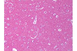 Anti-NRG1 antibody IHC of human brain, cortex.