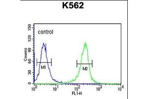 MTMRF Antibody (N-term) (ABIN651440 and ABIN2840242) flow cytometric analysis of K562 cells (right histogram) compared to a negative control cell (left histogram). (FAN1 Antikörper  (N-Term))