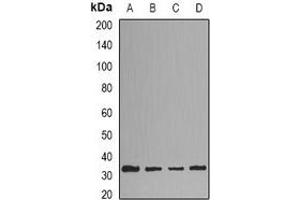 Western blot analysis of HNMT expression in HepG2 (A), Hela (B), mouse liver (C), mouse brain (D) whole cell lysates.
