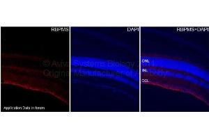 Mouse RetinaFixation of the tissues with 4 % paraformaldehyde in 0. (RBPMS Antikörper  (N-Term))
