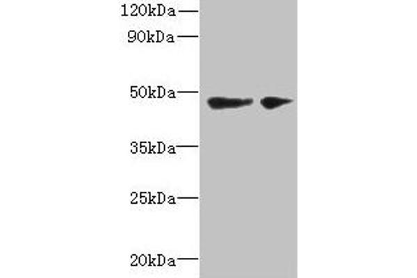SLC25A46 Antikörper  (AA 1-102)