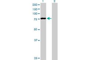 Western Blot analysis of PCCA expression in transfected 293T cell line by PCCA MaxPab polyclonal antibody. (PCCA Antikörper  (AA 1-703))