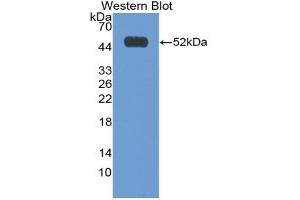 Western blot analysis of the recombinant protein. (IFNA2 Antikörper  (AA 24-188))
