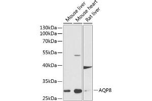 Western blot analysis of extracts of various cell lines, using  antibody (ABIN6133587, ABIN6137053, ABIN6137054 and ABIN6224632) at 1:1000 dilution. (Aquaporin 8 Antikörper  (AA 50-150))