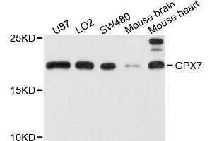 Western blot analysis of extracts of various cell lines, using GPX7 antibody. (Glutathione Peroxidase 7 Antikörper)