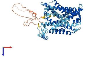SLC7A8 Protein (AA 1-531) (His tag)