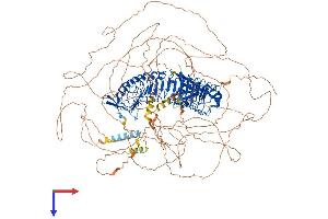 ERBB2IP Protein (AA 1-1402) (His tag)
