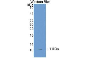 Western Blotting (WB) image for anti-beta-Thromboglobulin (beta-TG) antibody (Biotin) (ABIN1172795)