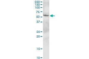 SLC38A3 MaxPab polyclonal antibody. (SLC38A3 Antikörper  (AA 1-504))