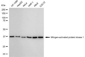 Western blotting analysis using Mitogen-activated protein kinase 1 antibody (ABIN7799441).