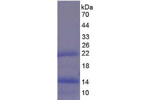 SDS-PAGE analysis of Pig BMP4 Protein.