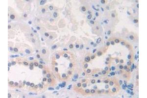 IHC-P analysis of Human Kidney Tissue, with DAB staining. (CX3CL1 Antikörper  (AA 81-336))