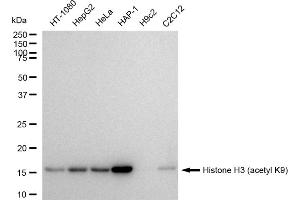 Western blotting analysis using Histone H3 (acetyl K9) antibody (ABIN7798973).