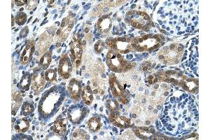 PKLR antibody was used for immunohistochemistry at a concentration of 4-8 ug/ml to stain Epithelial cells of renal tubule (arrows) in Human Kidney. (PKLR Antikörper  (N-Term))