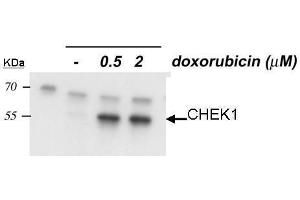 WB Image Sample: 20 ug of HCT116 P53 whole cell lysate 10% SDS PAGE Chk1-phopho-S345 antibody antibody diluted at 1:1000 (CHEK1 Antikörper  (pSer345))