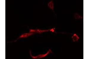 ABIN6277890 staining  Hela cells by IF/ICC. (FTH1 Antikörper  (C-Term))