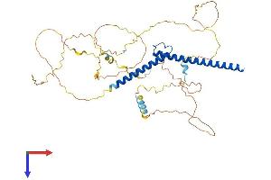 MYCN Protein (AA 1-462) (His tag)
