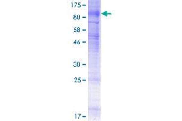 SLC5A1 Protein (AA 1-664) (GST tag)