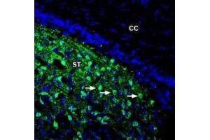Expression of DARPP32 in rat striatum - Immunohistochemical staining of perfusion-fixed frozen rat brain sections with Anti-DARPP32 Antibody (ABIN7043569, ABIN7044236 and ABIN7044237), (1:200), followed by goat anti-rabbit-AlexaFluor-488.