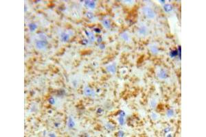 Used in DAB staining on fromalin fixed paraffin-embedded Brain tissue (SIRT2 Antikörper  (AA 65-340))