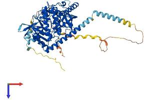 PXK Protein (AA 1-578) (His tag)