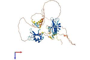 CELF4 Protein (AA 1-486) (His tag)