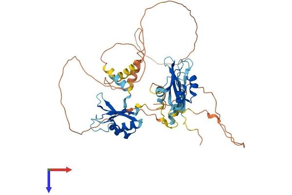 CELF4 Protein (AA 1-486) (His tag)