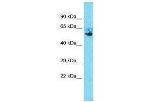 Host:  Rabbit  Target Name:  Nr5a1  Sample Type:  Mouse Lung lysates  Antibody Dilution:  1. (NR5A1 Antikörper  (C-Term))