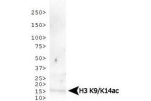 Western Blotting (WB) image for anti-Histone 3 (H3) (H3K14ac), (H3K9ac) antibody (ABIN5706782)