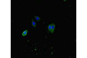 Immunofluorescent analysis of HepG2 cells using ABIN7163366 at dilution of 1:100 and Alexa Fluor 488-congugated AffiniPure Goat Anti-Rabbit IgG(H+L) (ATP8A1 Antikörper  (AA 448-545))
